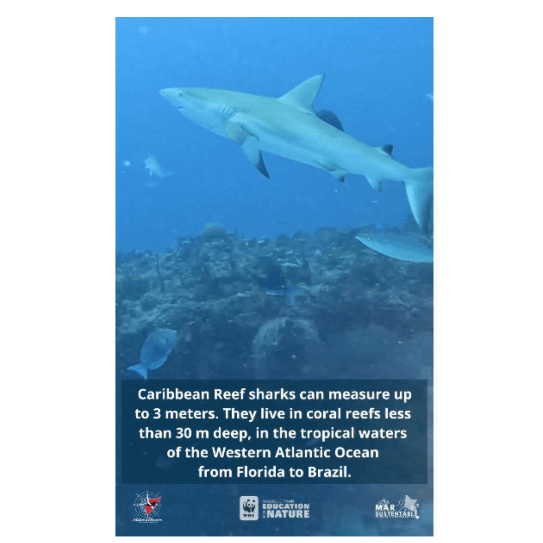 Sharks and Human on Cozumel