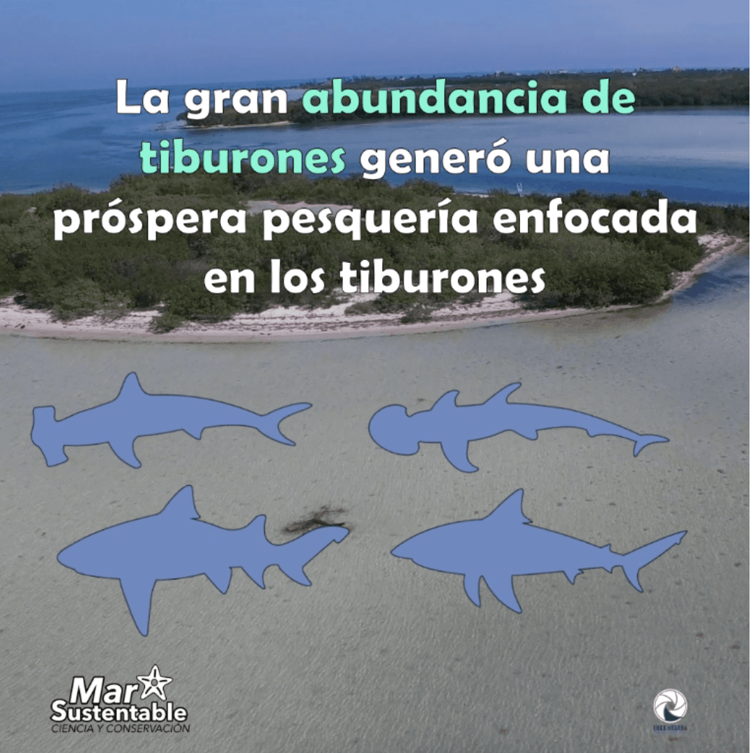 Short Stories of Holbox Narrated by Women in Marine Conservation
