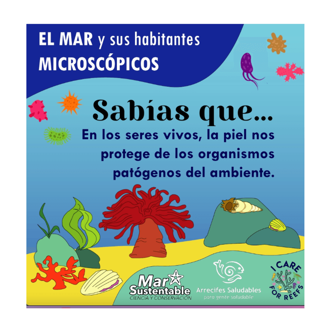 Microbes in the Ocean in collaboration with Marisol Rueda from Healthy Reefs for Healthy People