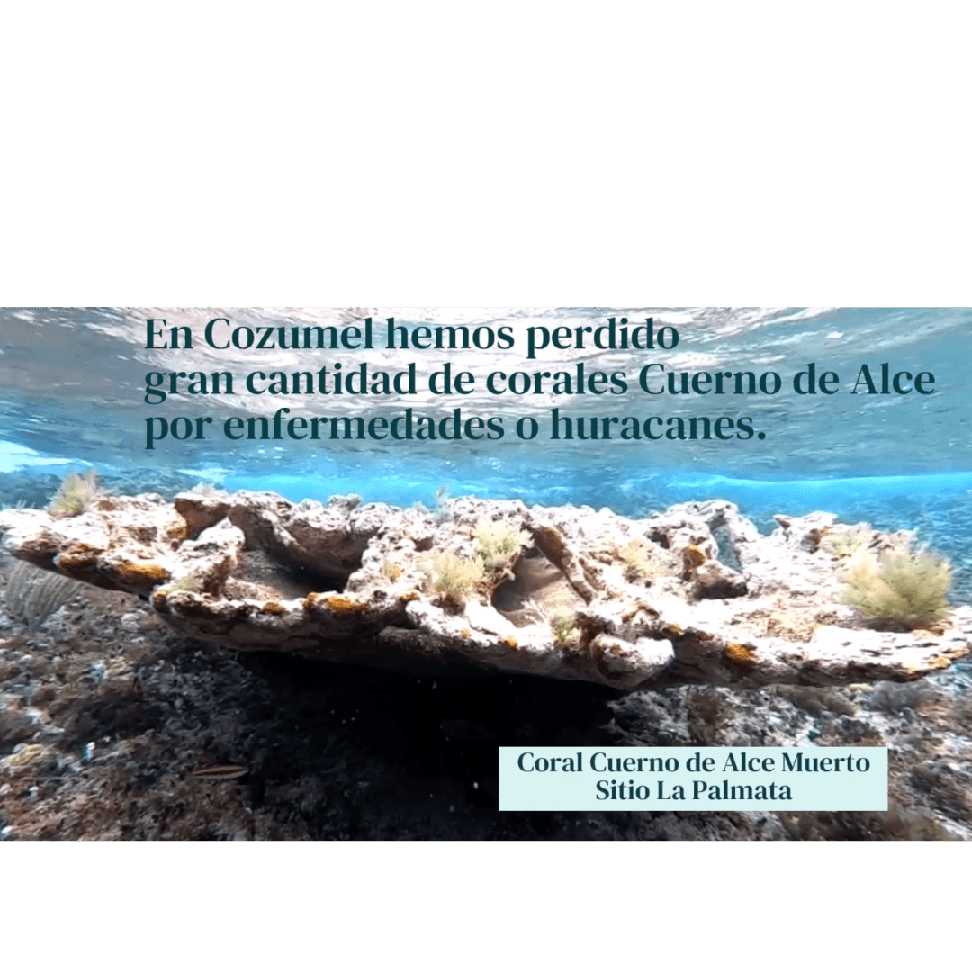 Elkhorn Corals of Cozumel by Nadia Rubio