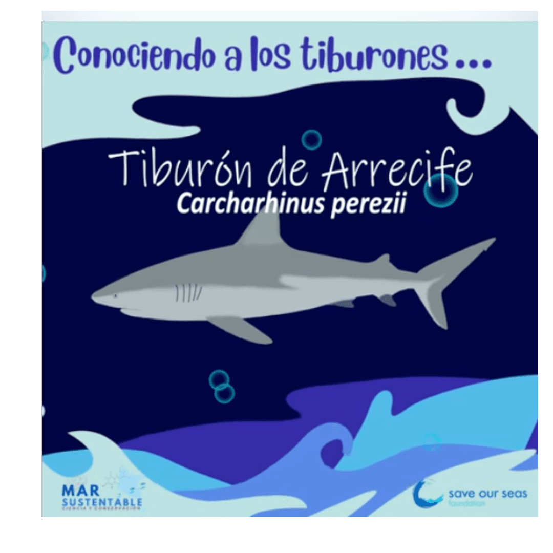 Sharks in the Yucatan Peninsula