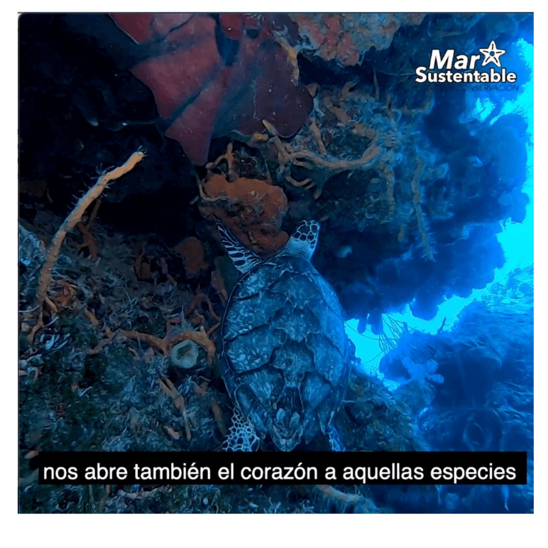Love for the Reef